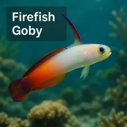 Firefish Goby