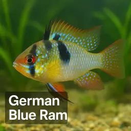 German Blue Ram